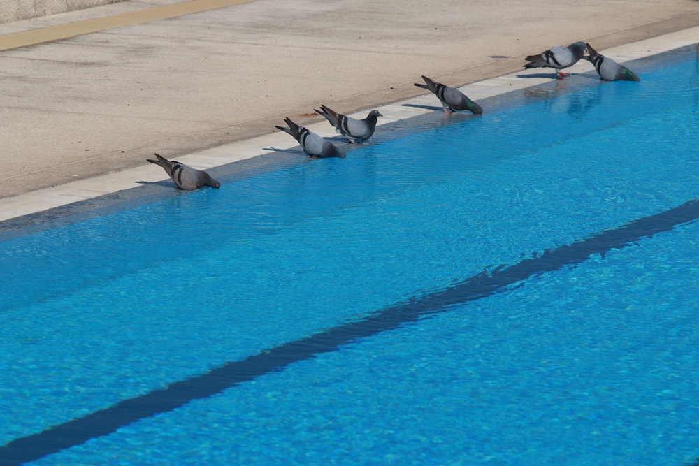 How to Keep Birds Away from the Pool: Expert Tips & Tricks