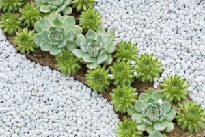 Photo of succulent plant arranged artistically with white rocks surrounding them.