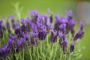 Closeup photo of purple lavender in grass.